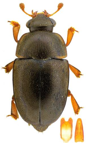 Réf. 197 562 : Lamiogethes brunnicornis